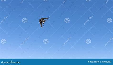 Beautiful Endangered Swallow Flying with Blue Sky Background Stock ...