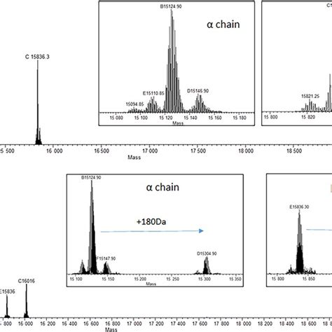 Deconvoluted ESIMS Spectra Of A HbS And B HbS CA The 180 M Z