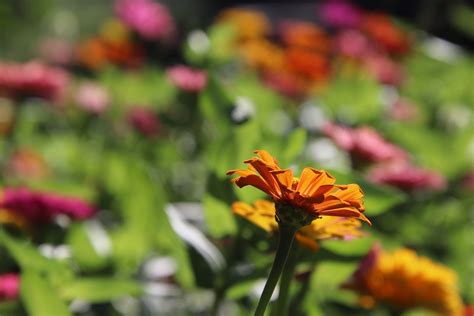 Zinnie Zinnia Elegans Gelbe Blume Kostenloses Foto Auf Pixabay Pixabay