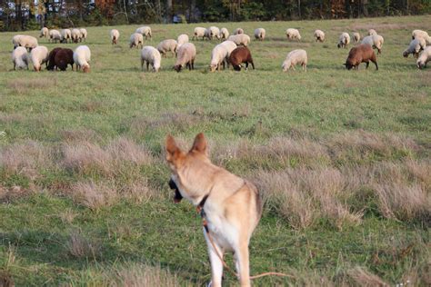 Herding 101 (+R Edition) | Stale Cheerios