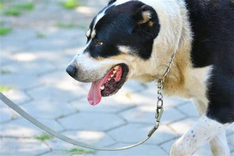 Dog breeds of alabai stock image. Image of portrait - 153081615