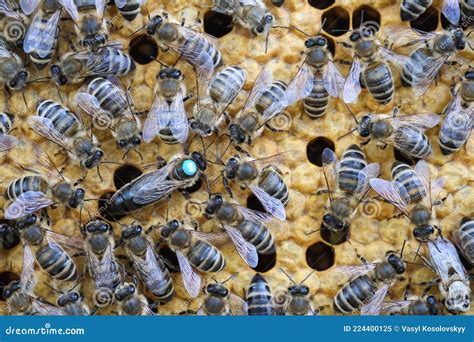 Bees Their Larvae And Cocoons Cocoons Of Queens Of Bees Royalty Free