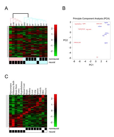 Mirna Expression Profiles The Expression Profiles Of Neural And