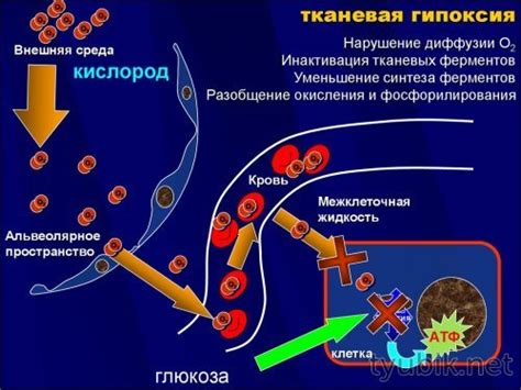 Гіпоксія головного мозку у дорослих – чим небезпечно? Перші ознаки та ...