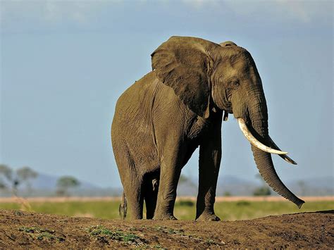 Elephant Kills 7 Year Old Girl By Launching A Rock At Her Head With Its Trunk The Independent