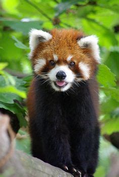 Red Pandas Ideen Roter Panda Kleiner Panda S E Tiere