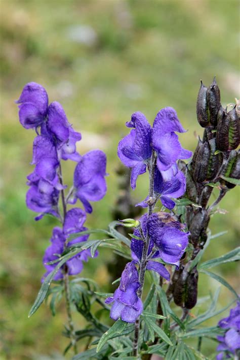 Blauer Eisenhut Aconitum Napellus Blume Mit Blauer V Flickr