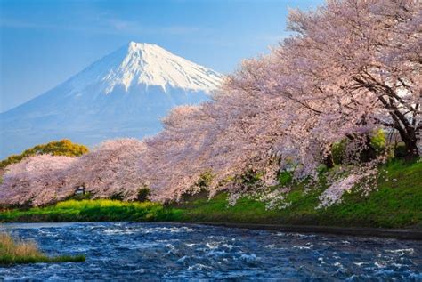 The Best Time To Visit Japan A Complete Guide The True Japan