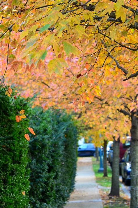 Autumn In The Gardens On Bow Street Joe Shlabotnik Flickr