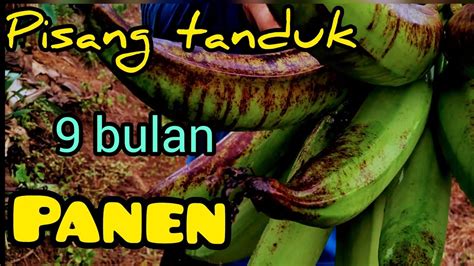 Panen Pisang Tanduk Youtube