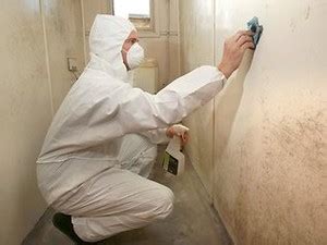 Why Bleach is Ineffective for Mold Removal | Indoor-Restore