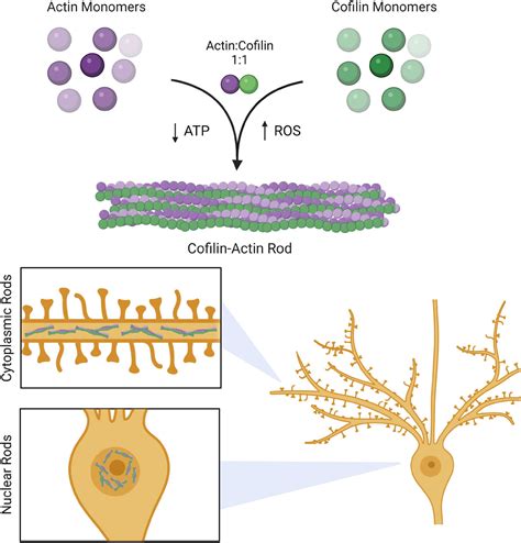 Frontiers Cytoskeletal Dysregulation And Neurodegenerative Disease