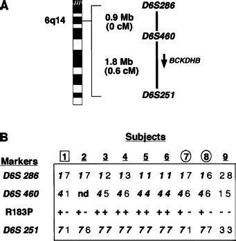 Maple Syrup Urine Disease Identification And Carrier Frequency