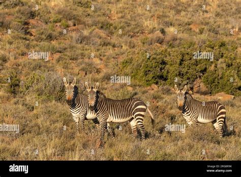 A Small Herd Of Cape Mountain Zebra In The Sunlight In The Karoo