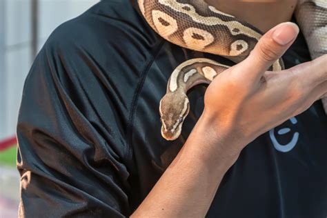 Top 10 Best Pet Snakes: A Comprehensive Guide for Beginners