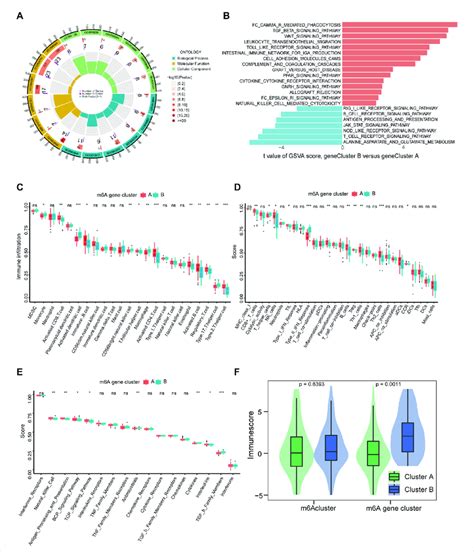 Immune Signatures Of M6a Gene Modification Patterns A Go Functional