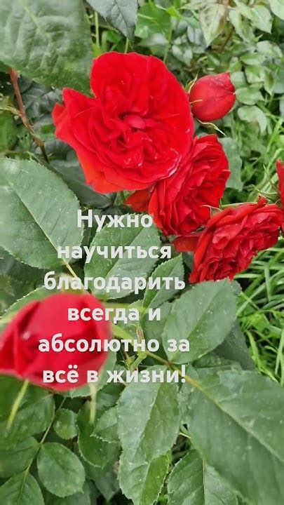 Благодарность - это путь к успеху! #философия #мысли #цитаты #мудрость ...
