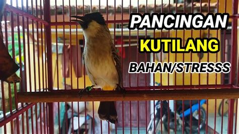 Kicauan Burung Kutilang Di Pagi Hari Youtube