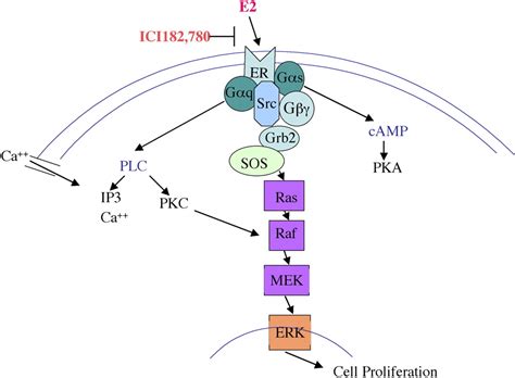 Rapid Signaling By Steroid Receptors American Journal Of Physiology