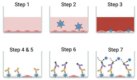 Focus Forming Assay Nc Dna Day Blog