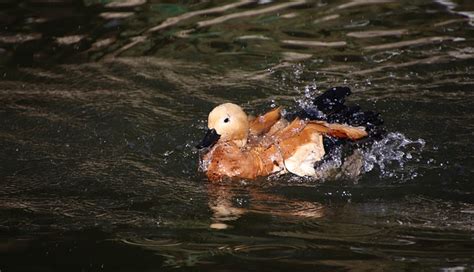 Tadorne Casarca Canard Oiseau Photo Gratuite Sur Pixabay