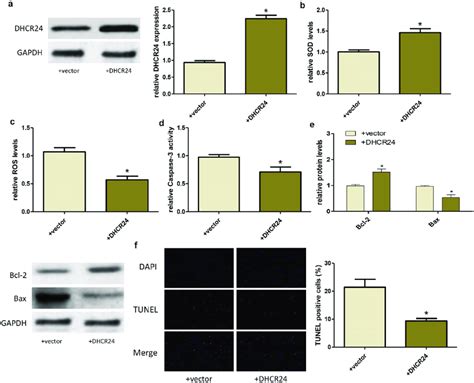 Up Regulation Of Dhcr24 Inhibited H 2 O 2 Induced Oxidative Stress And