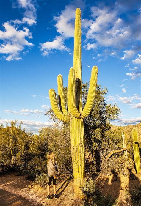 Amazing Things To Do In Saguaro National Park Tucson Arizona Artofit