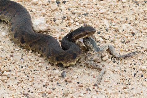 Western Cottonmouth Agkistrodon Piscivorus Leucostoma Aka Water Moccasin