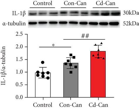 Inflammation Related Protein Expression In The Peritumor Liver Tissue