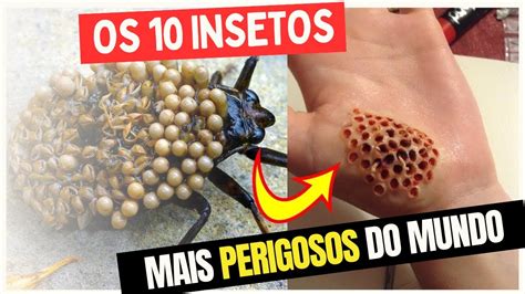 Os Insetos Mais Perigosos Do Mundo Youtube