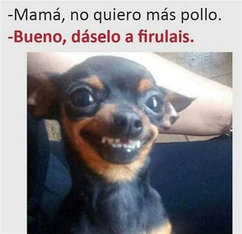 55 Perro Chihuahua Feo Meme L2sanpiero