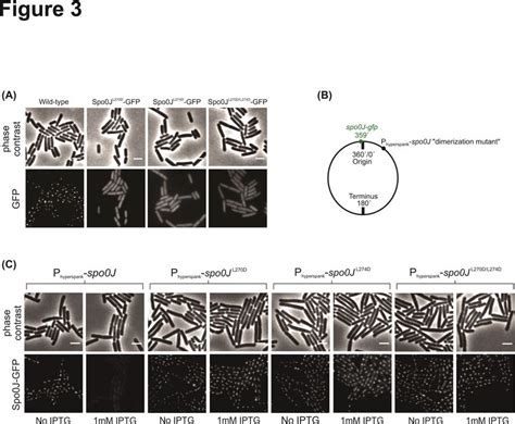 The Structural Basis For Dynamic Dna Binding And Bridging Interactions