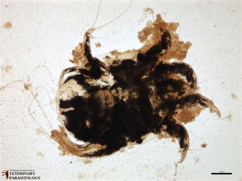 Psoroptes sp. Mites - MONSTER HUNTER'S GUIDE TO: VETERINARY PARASITOLOGY