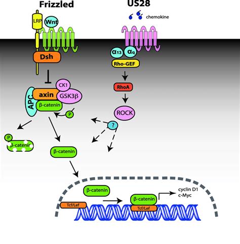 Wnt Signal Pathway