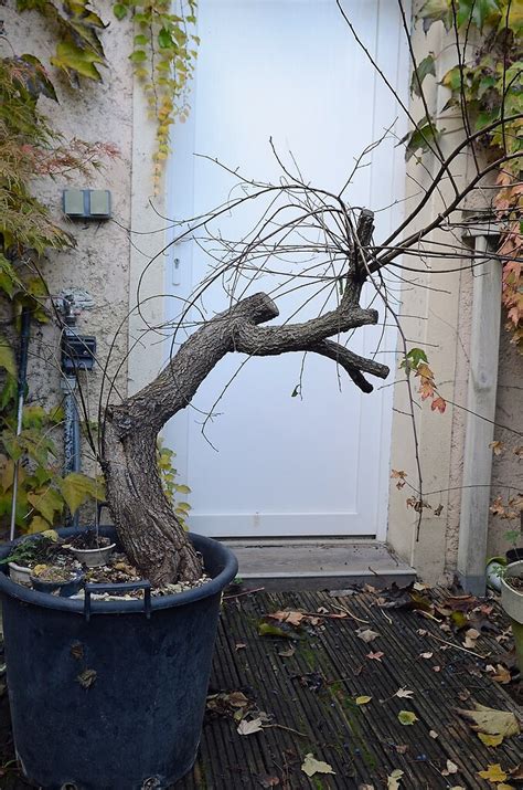 Orme champêtre 6 Les chuhin et autres grands bonsaï ParlonsBonsai