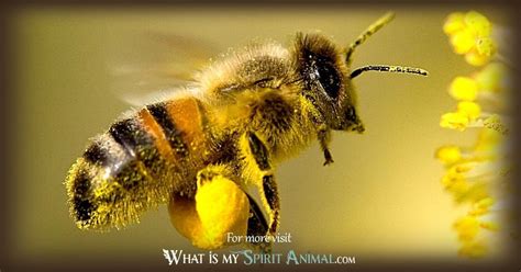 Bee Symbolism And Meaning Spirit Totem And Power Animal