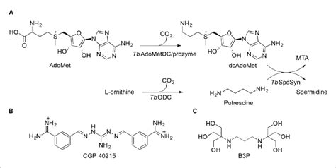 Polyamine Biosynthetic Pathway And Tbadometdc Ligands A Reactions