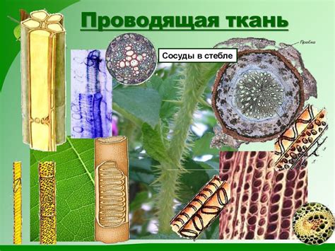 Ткани растений (растительные ткани). Биология. 6 класс - презентация онлайн