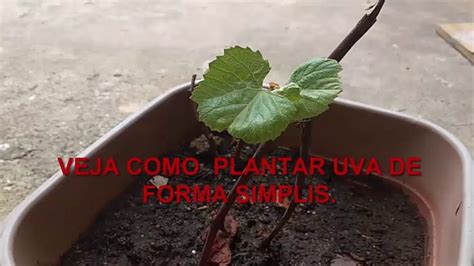 Modo Simples De Plantar Uva Videira Videira Como Plantar Uva Uva