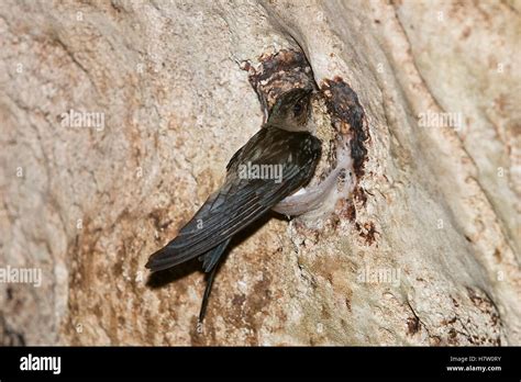 Edible Nest Swiftlet Aerodramus Fuciphagus On Nest North Andaman