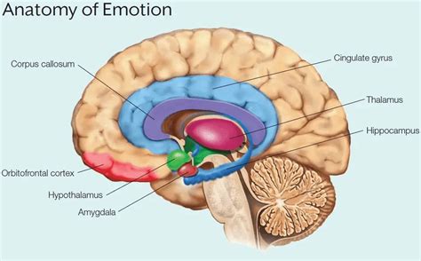 Áreas Cerebrales De La Inteligencia Emocional Función Y Relación ICCSI