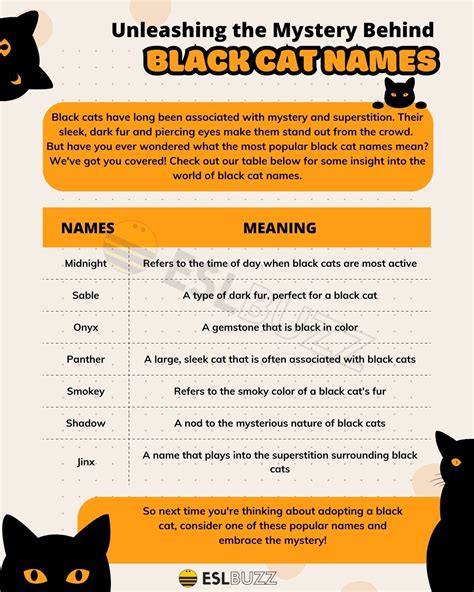 Black Cat Names Unique And Creative Ideas For Naming Your Feline