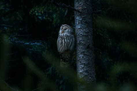 Ural Owl Night Forest Strix - Free photo on Pixabay - Pixabay