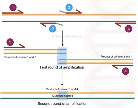 Purpose Of Site Directed Mutagenesis Design Talk