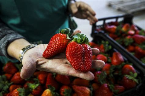 Pin Em Gastronomia Fugas