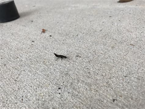 Found This Small Black Bug With A Raised Tail End Outside In Conroe Tx