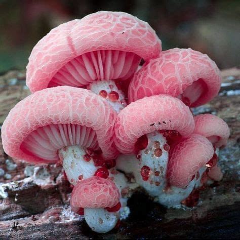 Mushrooms Pink Forest Plantsmakepeoplehappy Stuffed Mushrooms