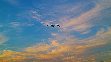 Kostenlose foto Meer Natur Ozean Horizont Vogel Flügel Wolke