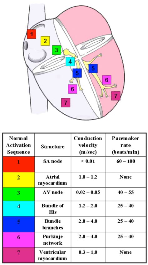 Which Of The Following Shows Correct Sequence Of Conduction Of Action