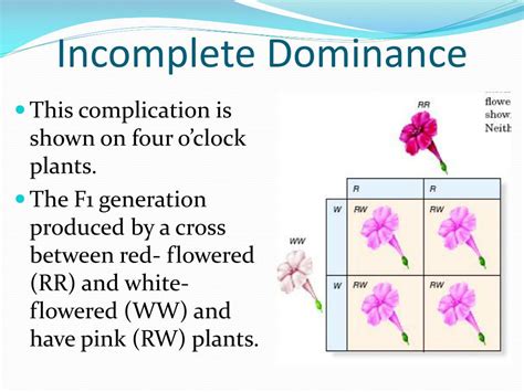 PPT - 11-3 Exploring Mendelian Genetics PowerPoint Presentation, free ...